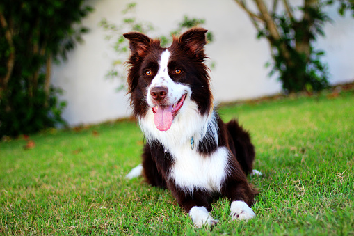 A fantastic Border Collie toying with