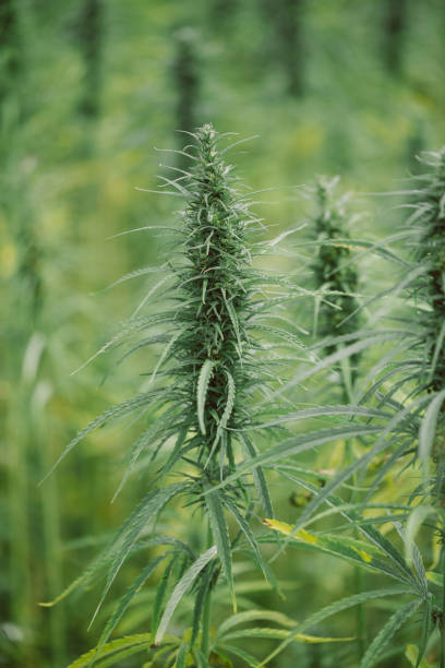 istock Hemp field with cannabis ready for harvest. 1198086958