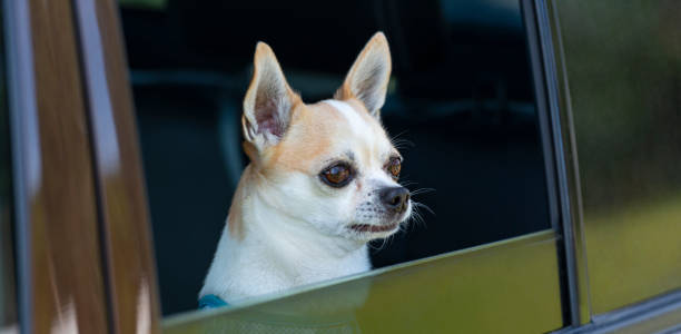 istock Chihuahua dog 1198087264