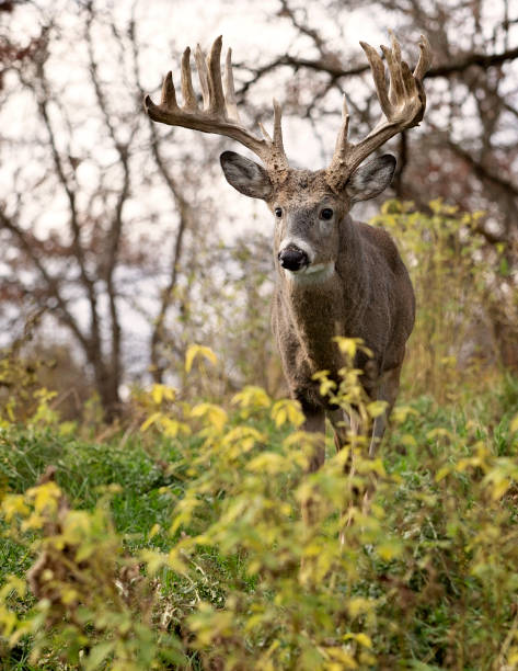 Whitetail deer buck in rut Whitetail deer buck in rut, alert in the forest.  Autumn in Wisconsin antler photos stock pictures, royalty-free photos & images