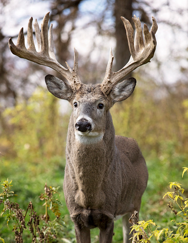 Whitetail deer buck in rut, alert in the forest.  Autumn in Wisconsin