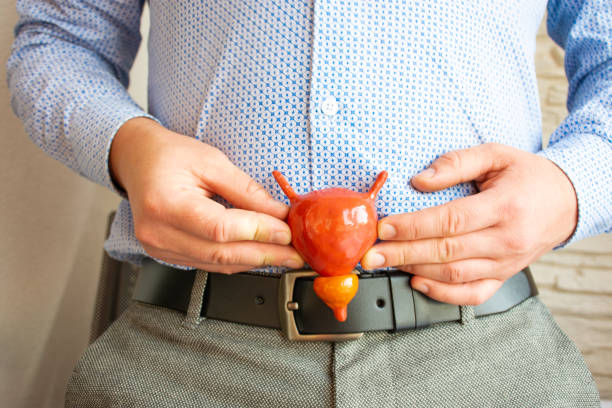 persona - médico especialista o médico, muestra al paciente la ubicación anatómica de la vejiga de orina y la próstata en relación con el cuerpo con un modelo realista de órgano. foto conceptual para su uso en urología, anatomía - prostate exam fotografías e imágenes de stock