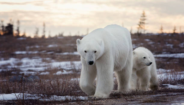semealhedo do urso polar com seu filhote - arctic manitoba churchill manitoba canada - fotografias e filmes do acervo