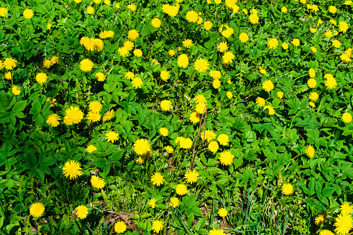 Flowering dandelion branches, in a rustic garden