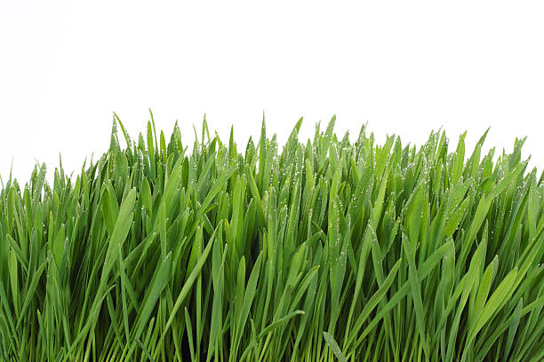 grass  7944 stock pictures, royalty-free photos & images