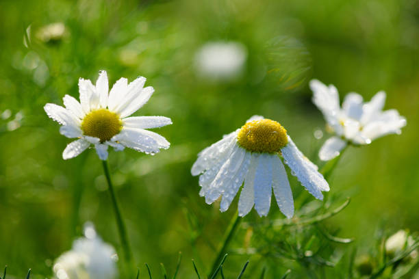 istock Chamomile flowers with tiny morning dew 1198090020