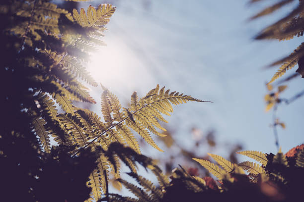 istock Fern branch in morning light 1198090114