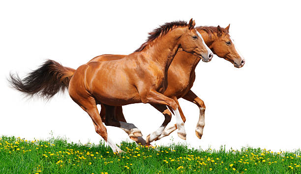 istock Trakehner stallions gallop in field 119809018