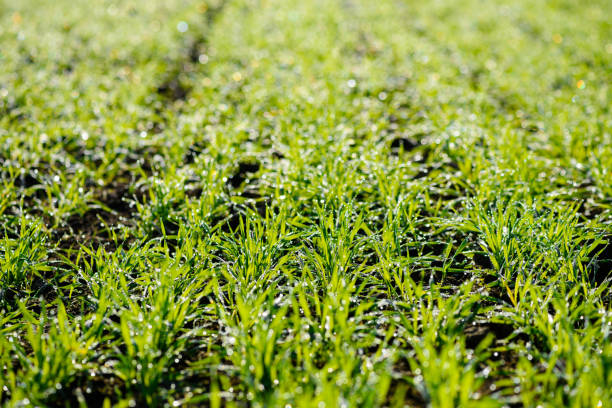 Young wheat sprouts Young wheat sprouts in morning dew on field closeup winter rye stock pictures, royalty-free photos & images