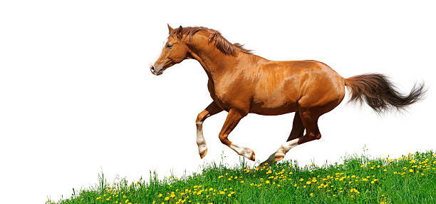 istock Trakehner stallion gallops in field 119809076