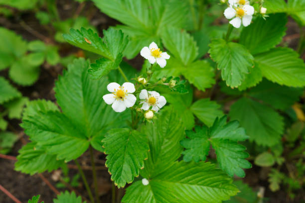 istock Young bushes blossoming strawberries in early summer. 1198091120