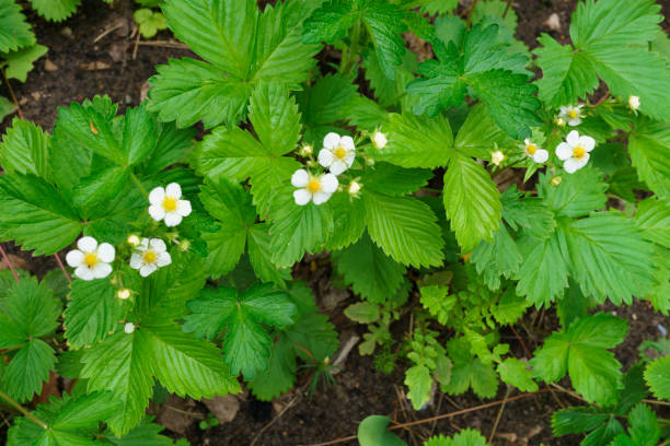 istock Young bushes blossoming strawberries in early summer. 1198091125