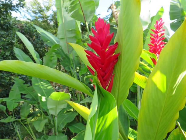 schöne tropische rote ingwer blume, nah. karibischer garten hintergrund. - ingwerblüte stock-fotos und bilder