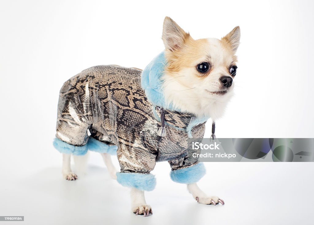 Chihuahua vestirse en oro de brocado abrigo de invierno - Foto de stock de Perro libre de derechos