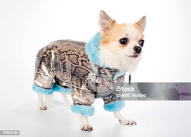 Chihuahua Vestirse En Oro De Brocado Abrigo De Invierno Foto de stock y más banco de imágenes de Perro