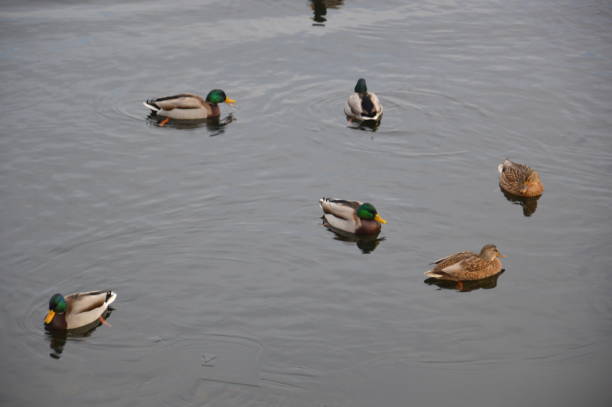 istock Various ducks swim in the winter on river 1198092326