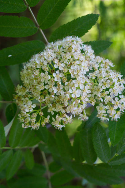 istock wild nine bark tree cluster of blossoms. 1198092408