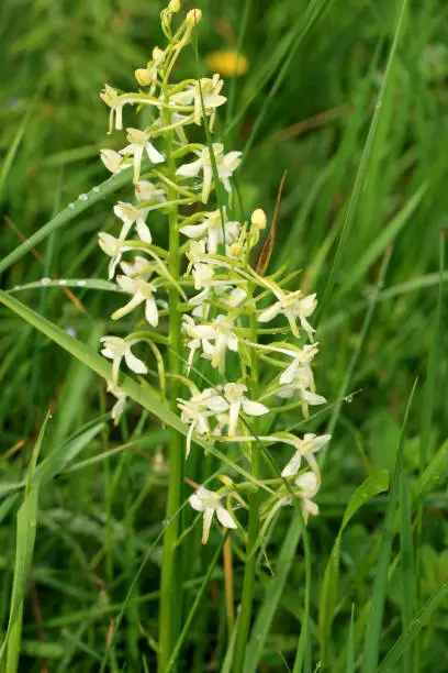 Closeup of a lesser butterfly-orchid (Platanthera bifolia, Orchidaceae) in the Stolowe Mountains National Park in Poland