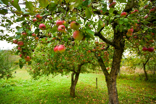 Close up photo of green apples on tree branches. Selective focus on apples. No people are seen in fram. Shot with a full frame mirrorless camera under daylight.