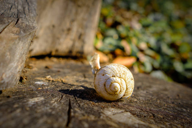 One autumn day, a snail house on a cut tree