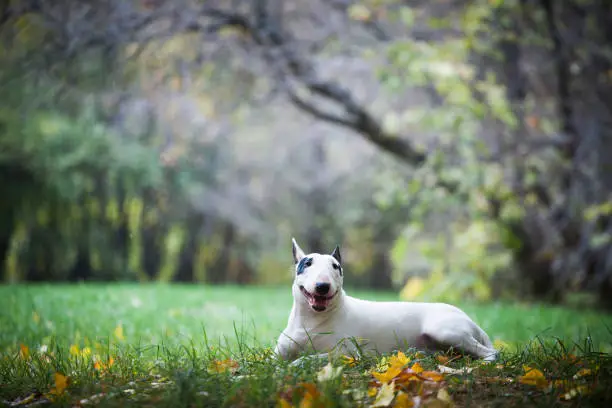 white bullterrier breed dog with a black spot near the eye lies in the park on a background of wood