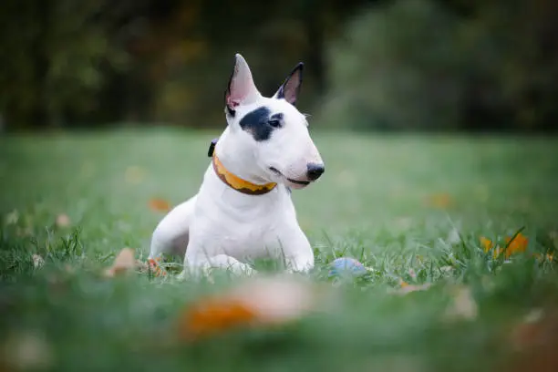 white bullterrier breed dog with a black spot near the eye lies on the grass in the park