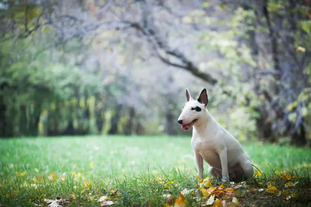 white bullterrier breed dog with a black spot near the eye sits in the park on a background of wood