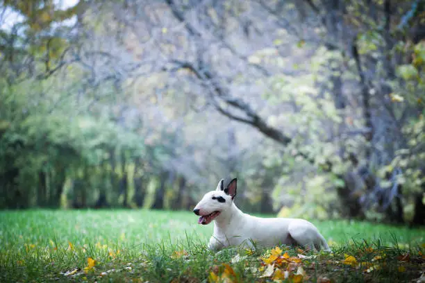 white bullterrier breed dog with a black spot near the eye lies in the park on a background of wood