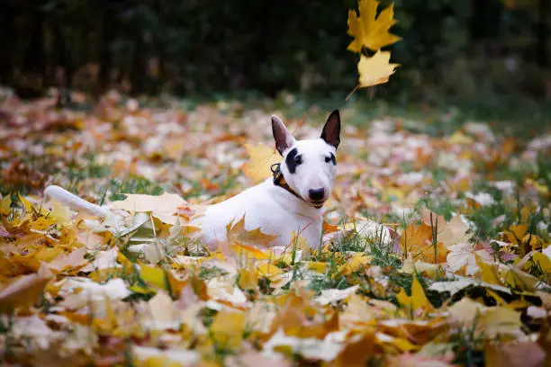 white bullterrier breed dog with a black spot on autumn leaves and the leaves fall on the dog