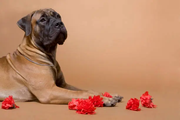 a large red-haired dog of the breed South African boerboel lies and holds red paws in a photo studio on a red background