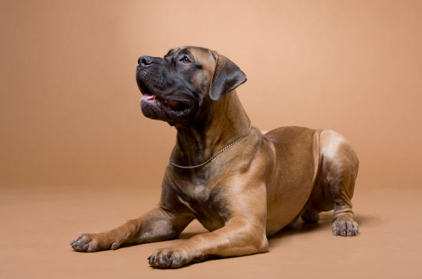 large red dog South African boerboel breed is photographed in a photo studio large red dog South African boerboel breed is photographed in a photo studio on a red background mastiff stock pictures, royalty-free photos & images