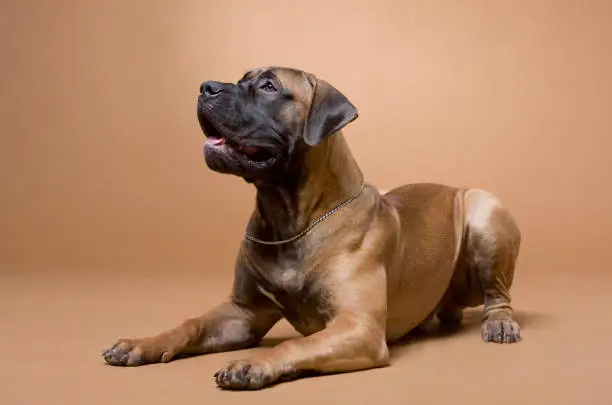 large red dog South African boerboel breed is photographed in a photo studio on a red background