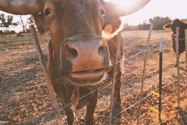 istock Curious Texas longhorn cow close up at sunset. 1198096334