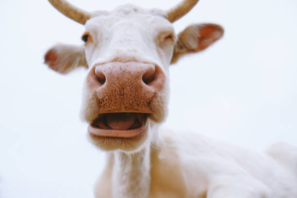istock Funny white cow face close up, sleepy with tired eyes. 1198096441