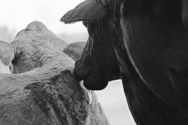 istock Rustic image of cow behavior grooming in black and white. 1198096499