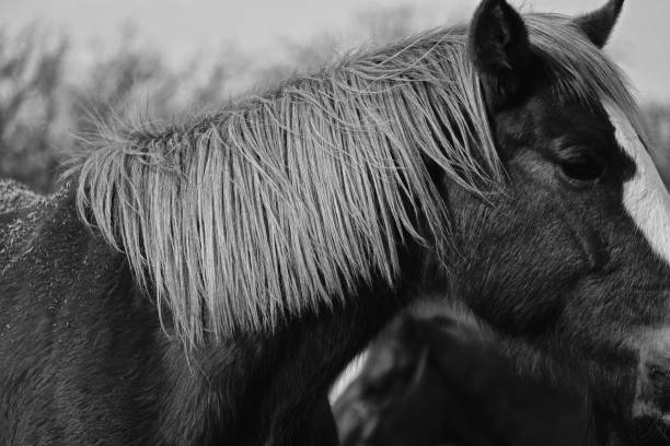 istock Sorrel horse mane close up in black and white. 1198096592