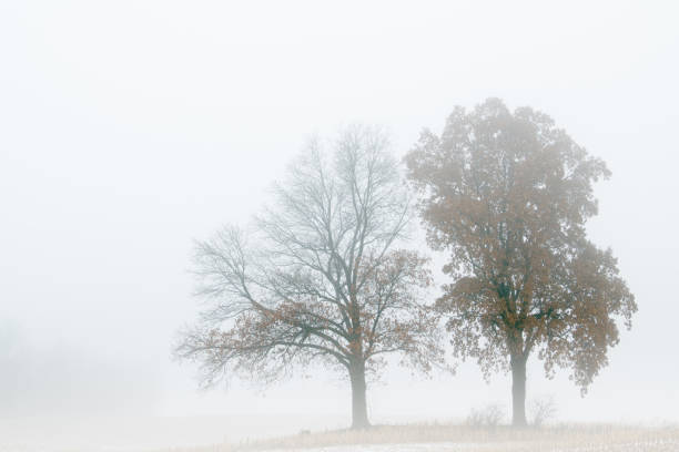 istock Trees in Winter Fog 1198096734