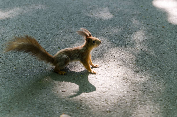 istock hand-made red squirrel in the park on a path lit by the sun and a shadow from the trees 1198096816