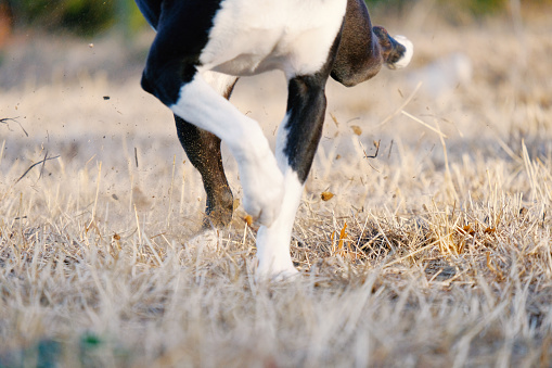 Dog paws kicking dirt from grass closeup.