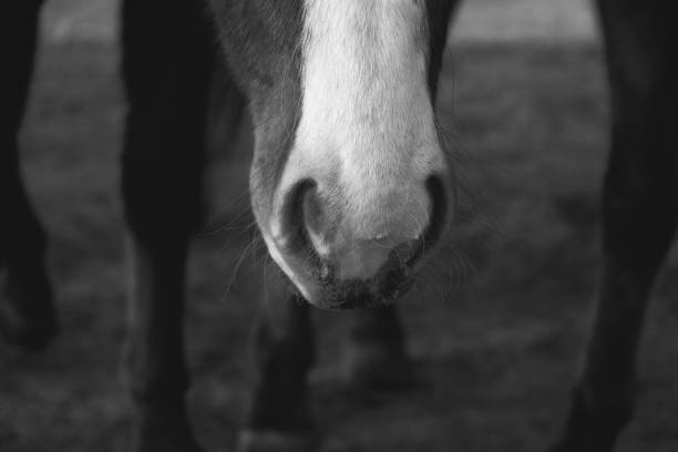 istock Rustic horse nose with grit texture close up in black and white. 1198097474