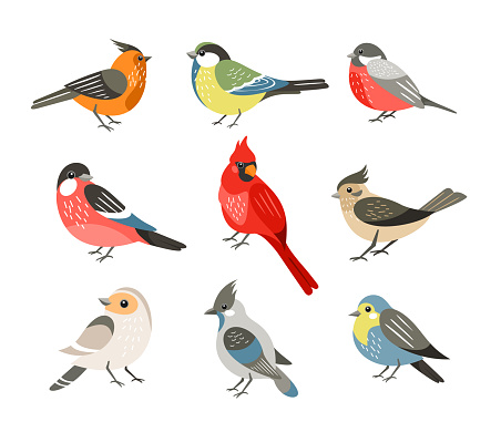 Winter birds flat vector illustrations set. Different wintertime songbirds isolated on white background. Red cardinal and bullfinch, blue tit and sparrow. Cute tufted titmouse, robin and jay