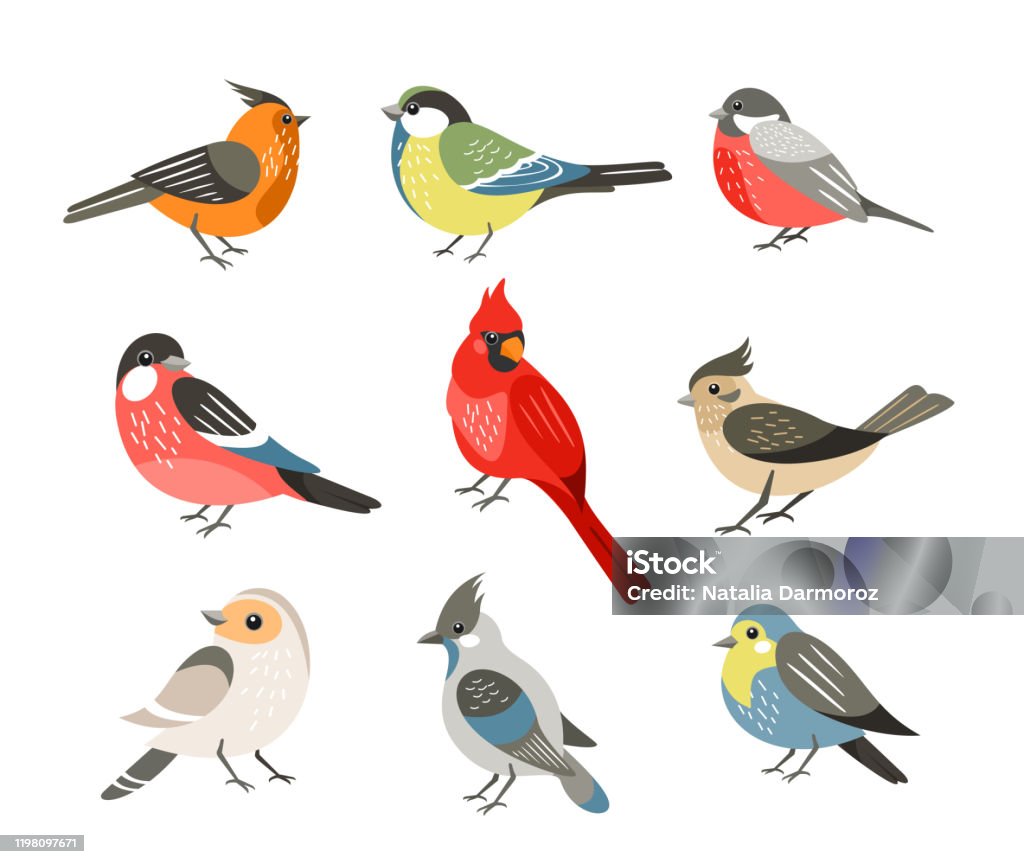 Winter Birds Flat Vector Illustrations Set Different Wintertime ...
