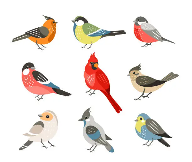 Vector illustration of Winter birds flat vector illustrations set. Different wintertime songbirds isolated on white background. Red cardinal and bullfinch, blue tit and sparrow. Cute tufted titmouse, robin and jay.