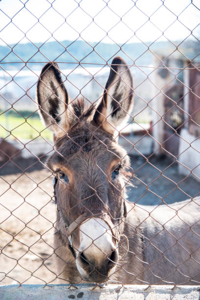 istock donkey behind the barbed wire fence 1198097787