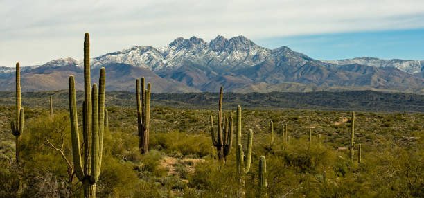 istock Quiet morning on the Salt River 1198097853
