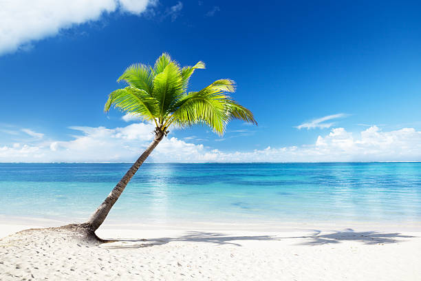 istock A palm tree on a white sand beach with a clear sea and sky 119809835