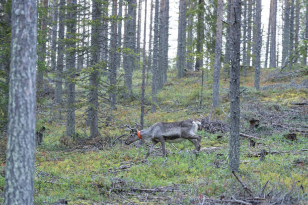 istock Reindeer walking in forest. Red, yellow, orange, green colored deciduous trees in fall. Autumn, ruska time Lapland, Finland 1198099036