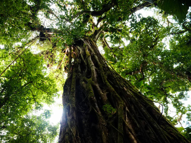 istock Costa Rica - Large Ficus Tree 1198099117