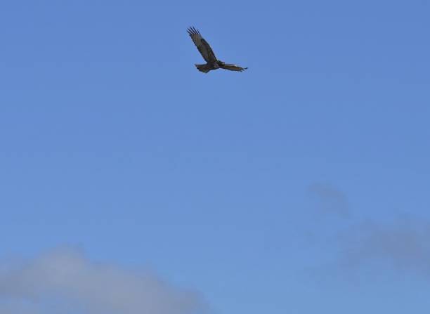 northern cali sky raptor - tule lake national wildlife refuge fotografías e imágenes de stock