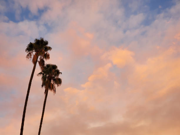 Golden clouds and palm trees at Sunset.